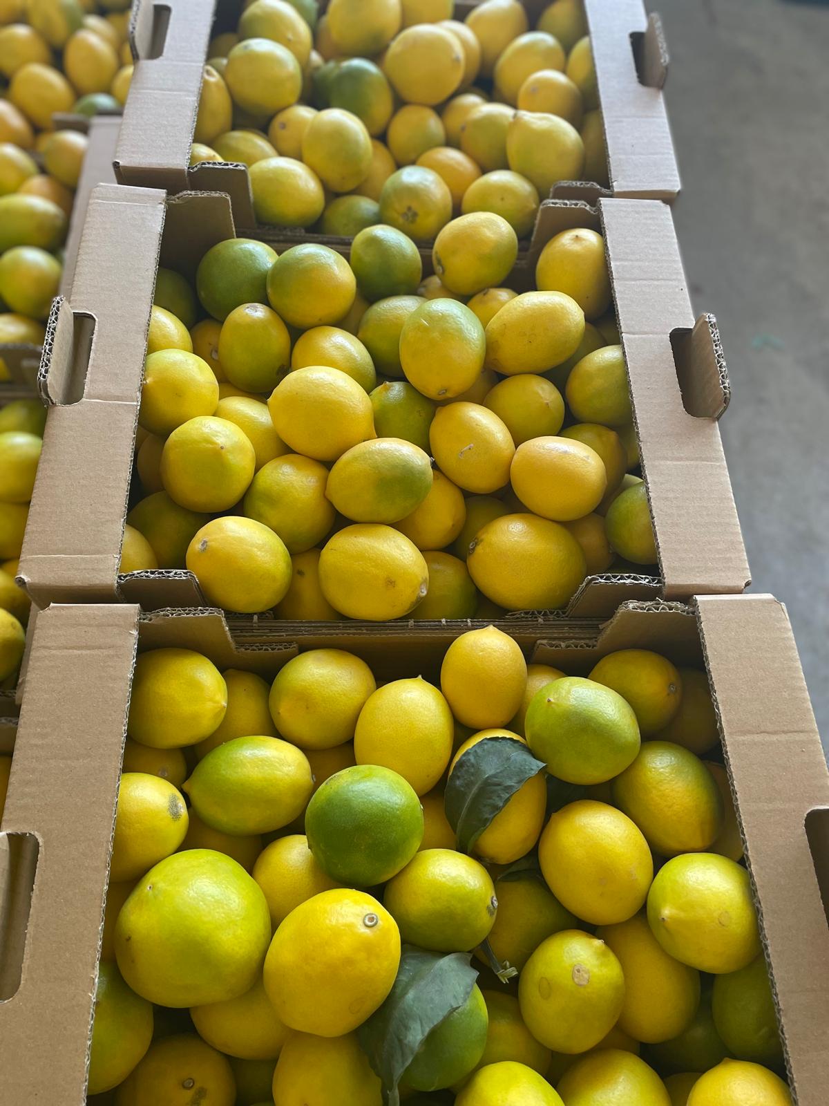 Zahidenin Tropikal Bahçesi 